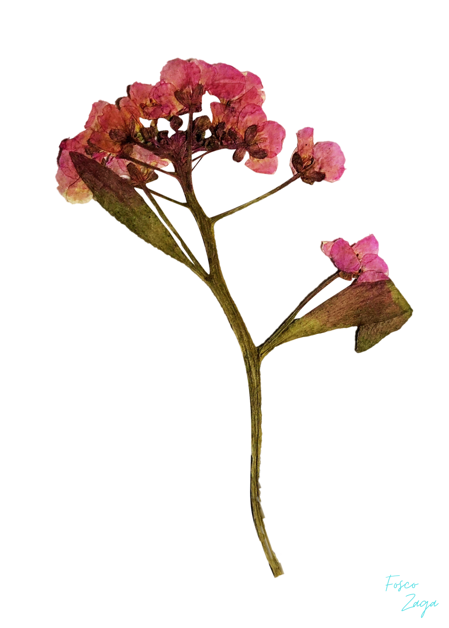 Fleur du mal #4