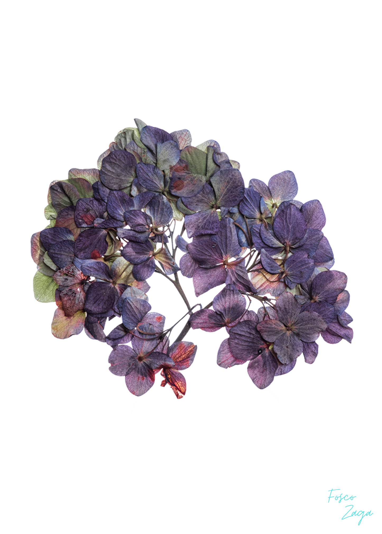 Fleur du mal #5