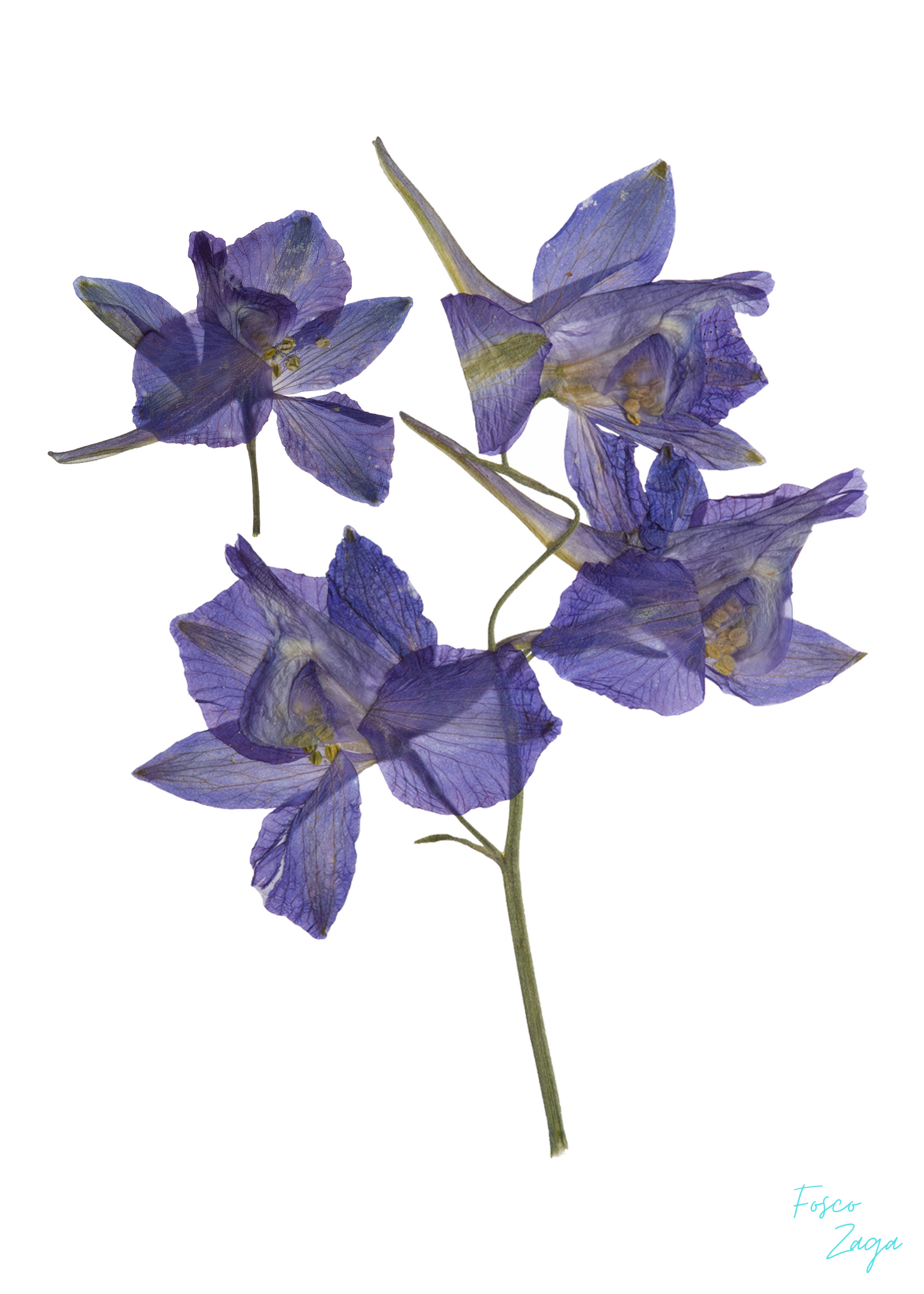 Fleur du mal #8